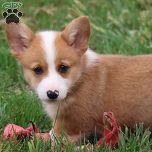 Ezekiel, Pembroke Welsh Corgi Puppy